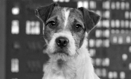 [uggie-the-dog-in-the-artist%255B2%255D.jpg]