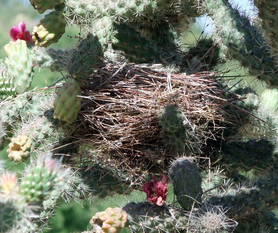 [finch-nest-in-cholla-5-10-2011-9-19-%255B1%255D.jpg]