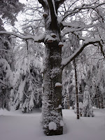 DSC03824.JPG Photo