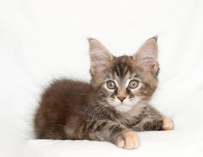 sorttortie01-11uger.jpg