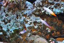 DSC_0236.JPG