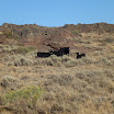 2012, Cows and Calves in Oregon