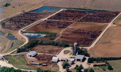 Feedlot
