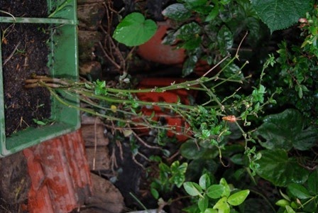 [DSC_0122%255B5%255D.jpg]