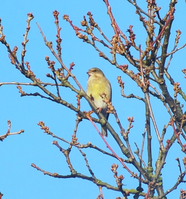 [greenfinch%255B3%255D.jpg]