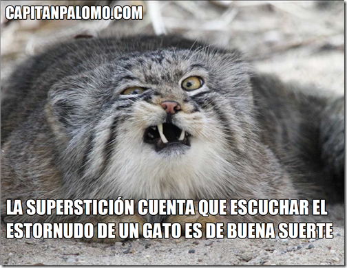 La superstición cuenta que escuchar el estornudo de un gato es de buena suerte La superstición cuenta que escuchar el estornudo de un gato es de buena suerte