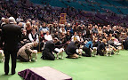 Don't touch my jowls! A Bulldog line-up in the ring