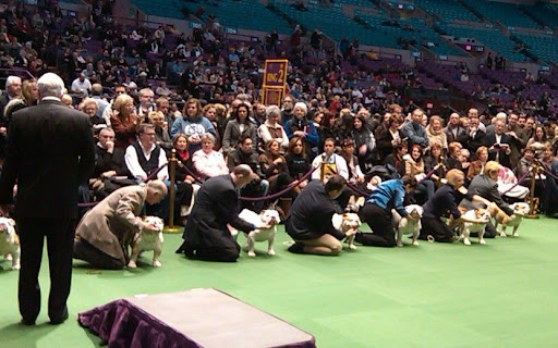Don't touch my jowls! A Bulldog line-up in the ring