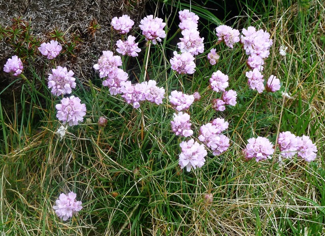 [ptk%2520seathrift%2520clump%255B2%255D.jpg]