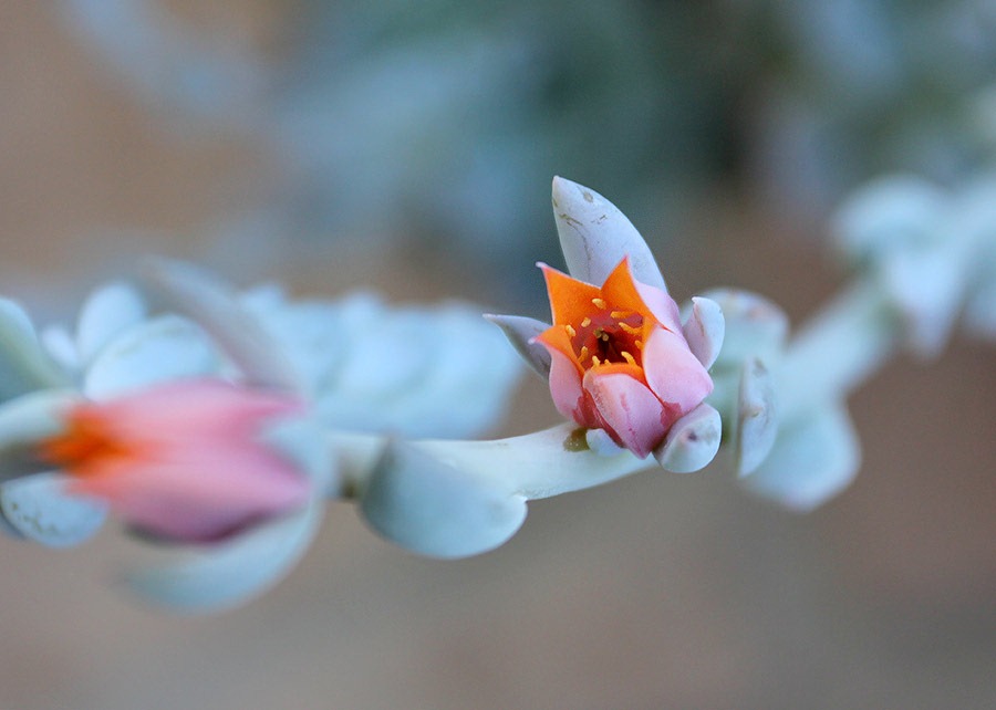 [110616_echeveria_subsessilis_07%255B1%255D.jpg]