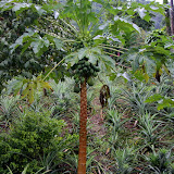 Tropical Fruit is Everyone On This Island - Roseau, Dominica