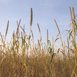 Cous Cous crop - almost ready to harvest IMG_6212.jpg