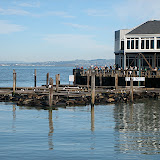 Pier 39, the home of sea lions