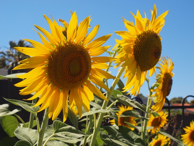 [sunflowers%255B3%255D.jpg]