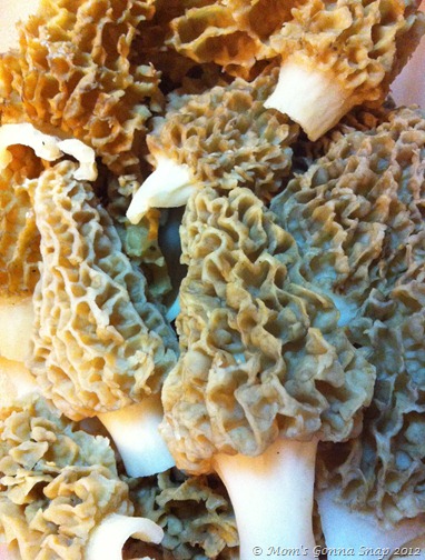 2012-04-27 Morels (3)