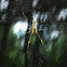 Nhện Tơ Vàng(Golden Web Spider)
