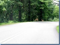 0955 Virginia - Blue Ridge Parkway North - white-tailed doe & 1 fawn