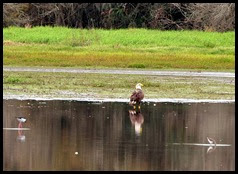 06b - Eagle on Lower Myakka River