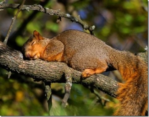tired-cute-animals-18