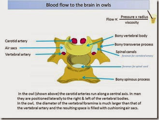 Brain-blood-flow-in-owls