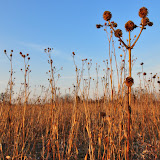 "Seeds" - copyright Jennifer Tomaloff