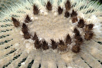 Top of a cactus. Picture was taken at the Allen Gardens in Toronto. Top of a cactus. Picture was taken at the Allen Gardens in Toronto.