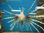 Marc's fish tanks are loaded with wonderful creatures.