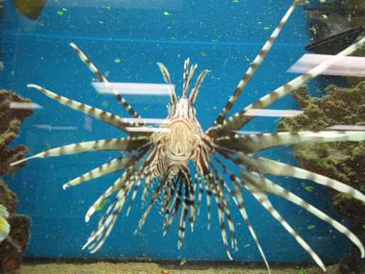 Marc's fish tanks are loaded with wonderful creatures.