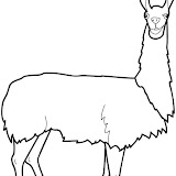 llama.jpg