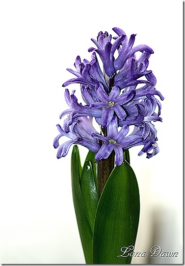 Hyacinth_Forcing2