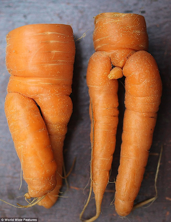 [man-carrot3.png]