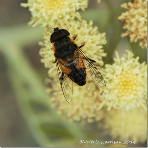 hoverfly