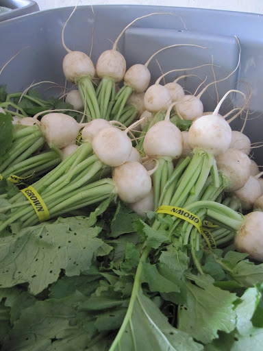 Fresh turnips Fresh turnips