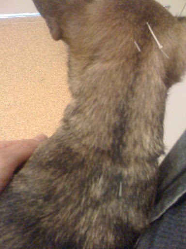 It's kinda weird, and I was super scared at first. But I trust my mom and Annie, so I let them do it. The big pin on my head is for relaxing me.