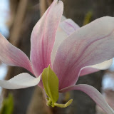 Spring Flowers - Homewood