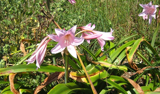 Jersey Lilies