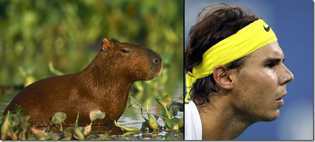 rafa nadal capibara (10)
