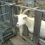  &ndash; Jugendfarm Moritzhof - Ziege