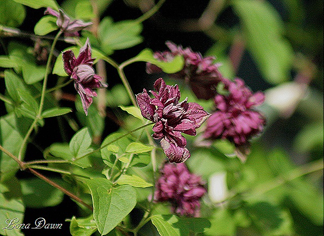 [Clematis_purpurea_plena_elegans_Sunlight%255B9%255D.jpg]