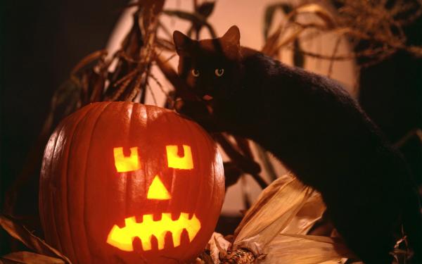 Halloween Night, Halloween