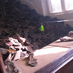 IMG_6060.JPG