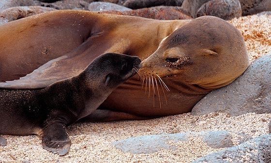 [Galapagos%2520Islands%255B2%255D.jpg]