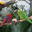 Aviary...