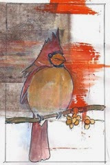 day 5 female cardinal