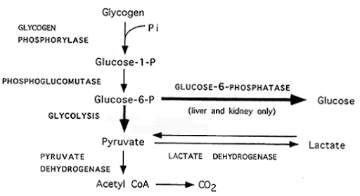 Glycogenesis Animation