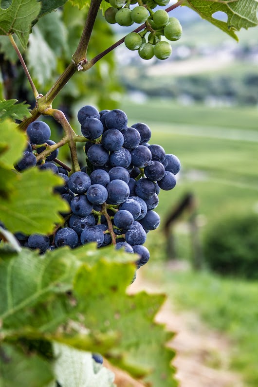 Spätburgunder - Vintur til Mosel - Mikkel Bækgaards Madblog