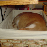 Tink asleep in his basket.