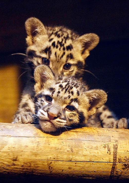 France Baby Leopards