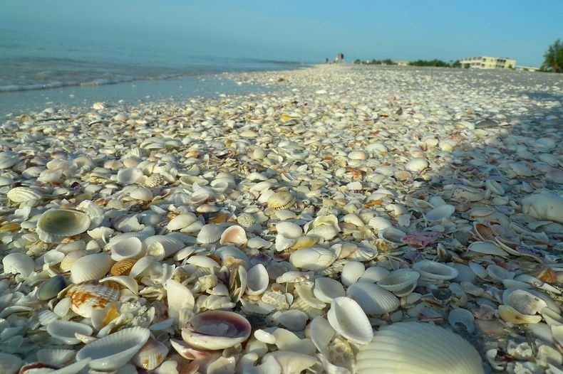 sanibel-shell-2 sanibel-shell-2