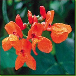 Scarlet Runner Bean Scarlet Runner Bean